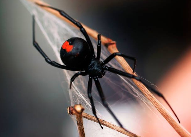 SPIDER PEST CONTROL EXPERTS FOR PERTH WA