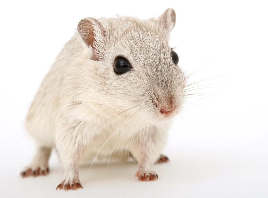 Rat pest control Perth