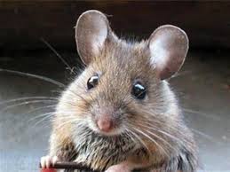 Mice Pest Control and Extermination